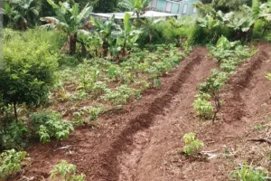 Agricultura Orgánica y Agroecológica en Latinoamérica